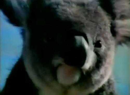 This koala is not a fan of Qantas. (Qantas Airlines commercial, 1972)